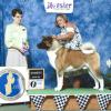 Major win at the SouthBend show @ 2.5 years old. Shown here Breeder/Owner/Handler from the Bred By class. July 2015
